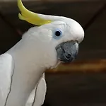 Brijuni Karmen 2* Fažana