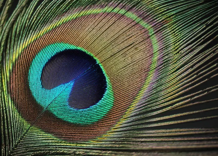 Brijuni Karmen ホテル 2*