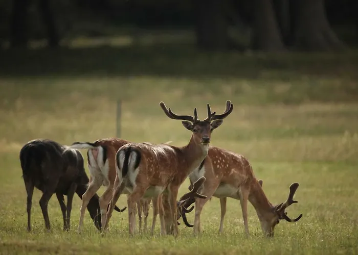 ホテル Brijuni Karmen Fažana