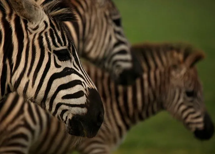 ホテル Brijuni Karmen